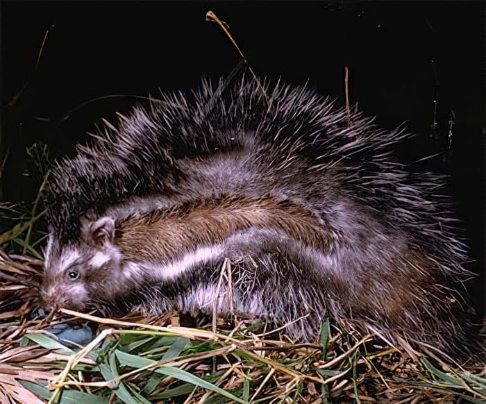 ratto dalla criniera