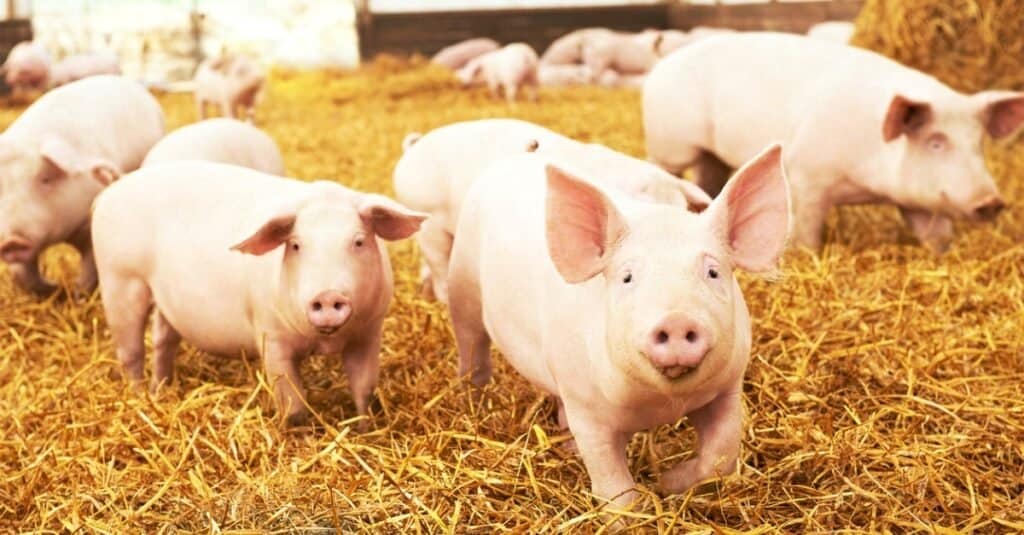 I migliori animali da fattoria