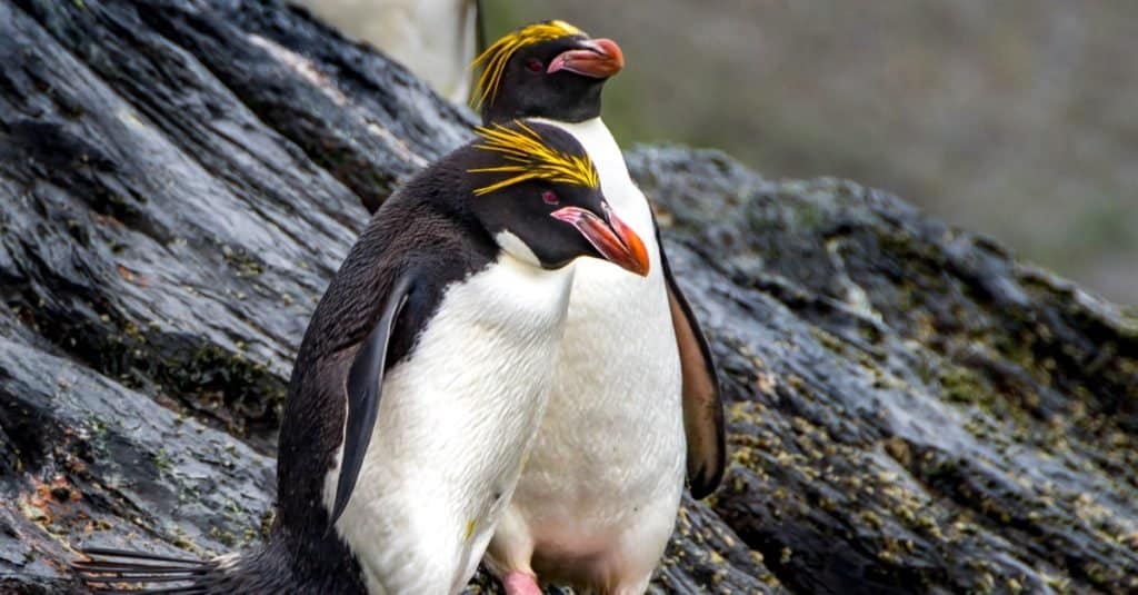 Animale che si accoppia per la vita: pinguino maccheroni