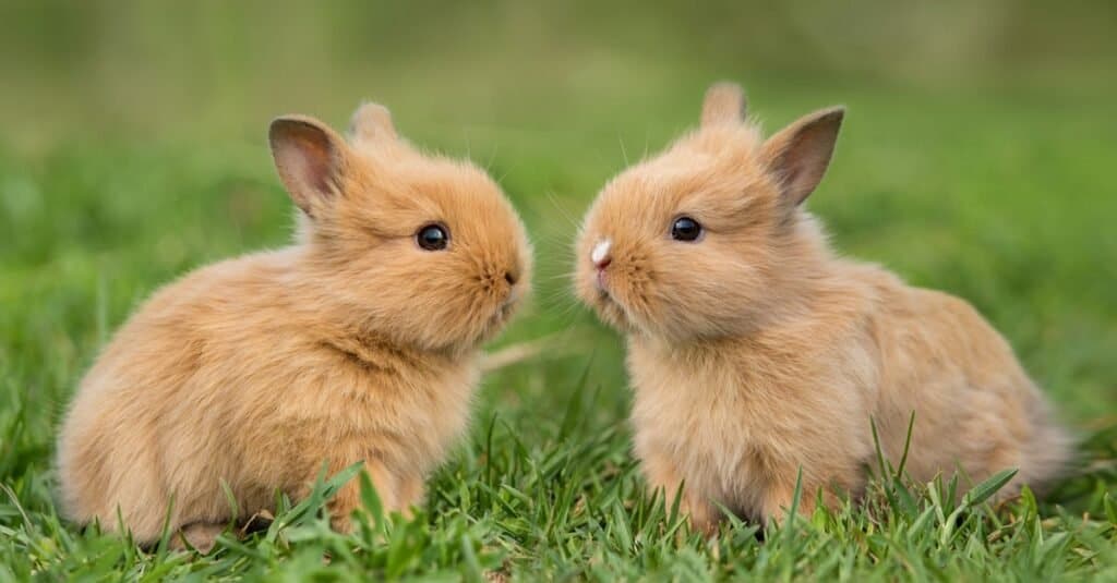 I migliori animali per bambini