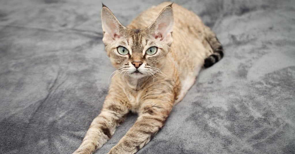 Il gatto più vecchio di sempre