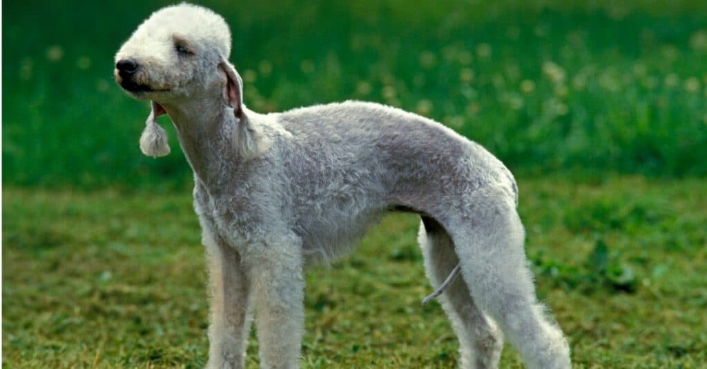 Tipi di cani terrier