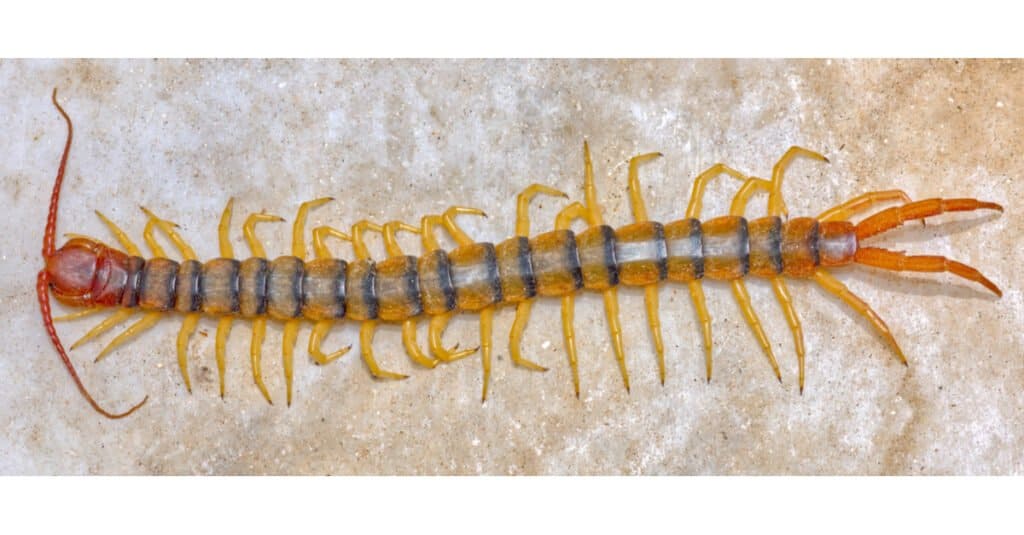Centopiedi più grandi - Millepiedi gigante del deserto