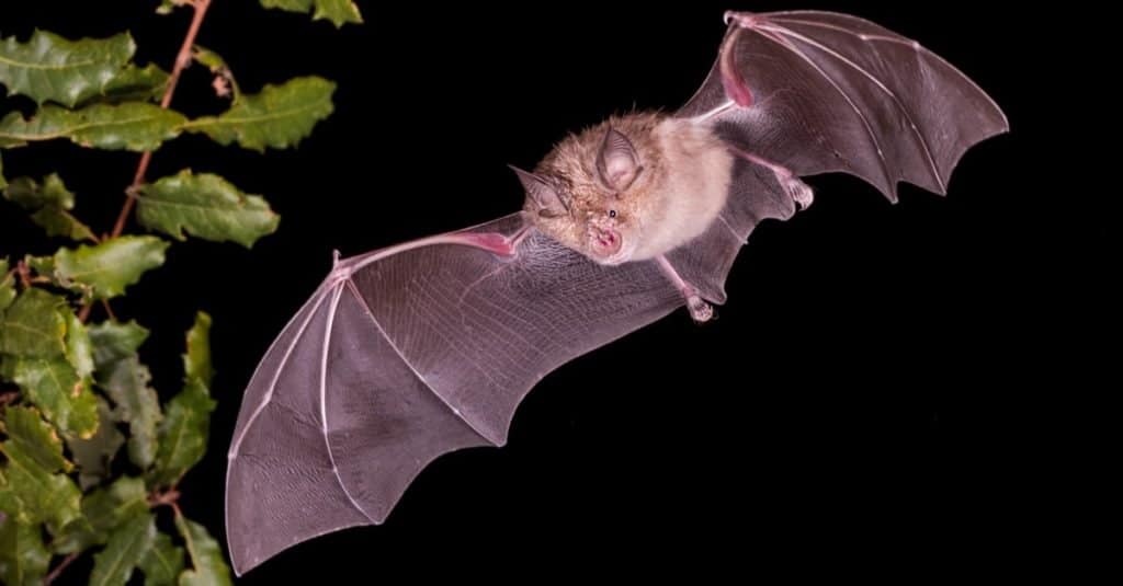 Pipistrelli più grandi: pipistrello a ferro di cavallo maggiore
