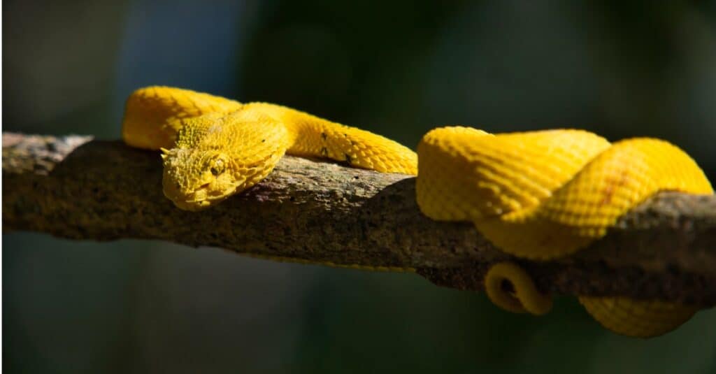 vipera ciglia avvolta sul ramo