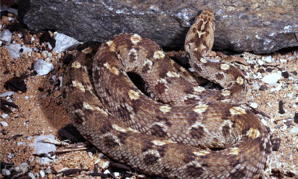 vipera del tappeto egiziano