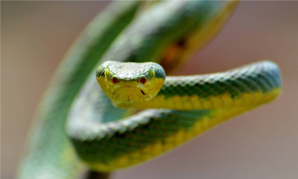 Vipera di bambù