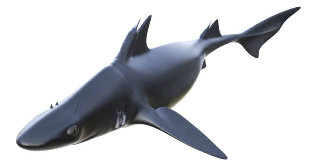 Squali che si sono estinti - Hybodus