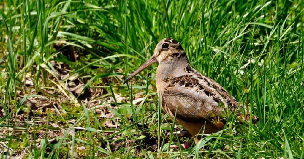 Gli animali più lenti del Nord America