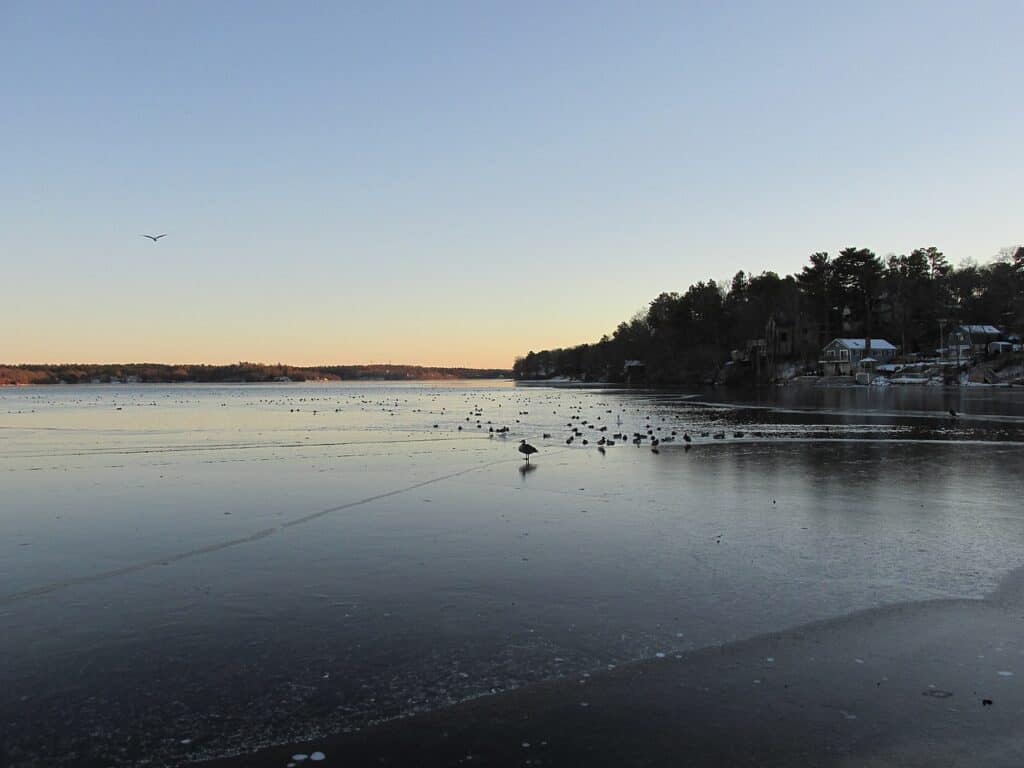 Grande stagno di aringhe Massachusetts