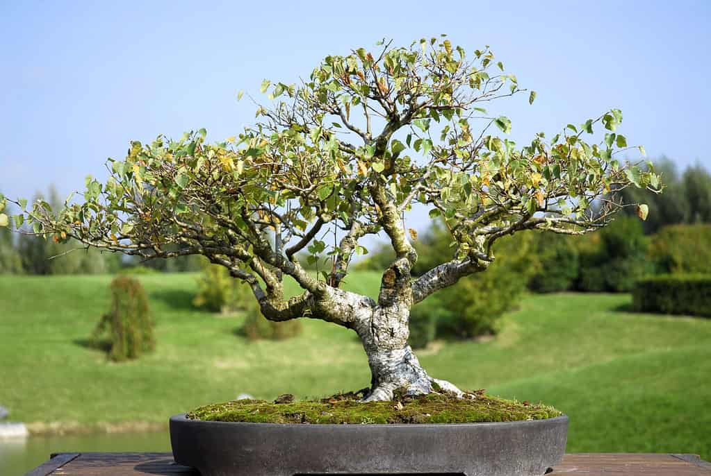 i migliori bonsai da esterno