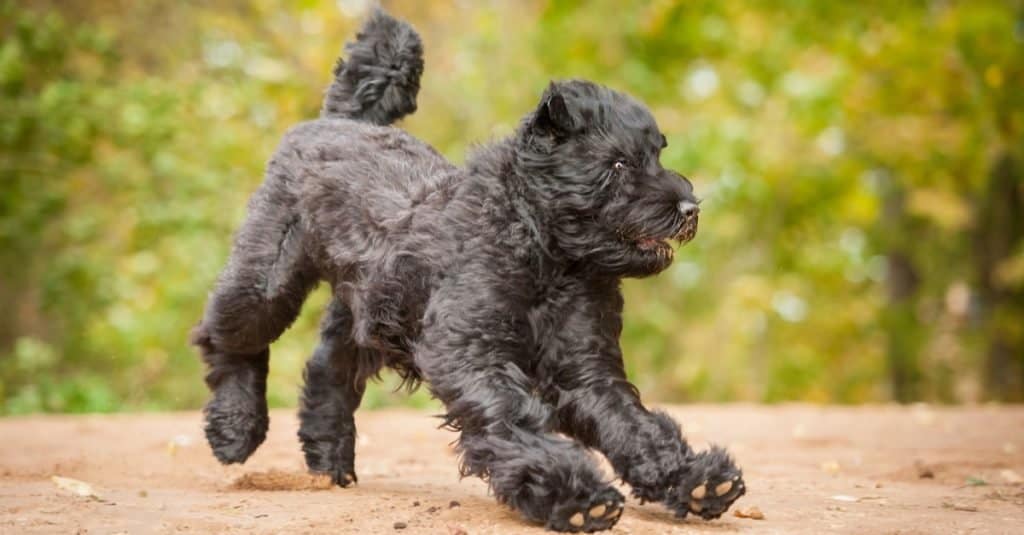 Razze di cani più grandi: Black Russian Terrier