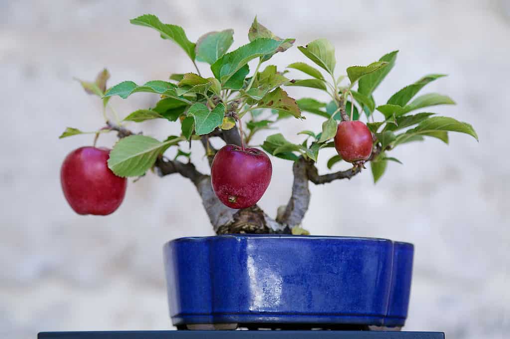 Bonsai da frutto
