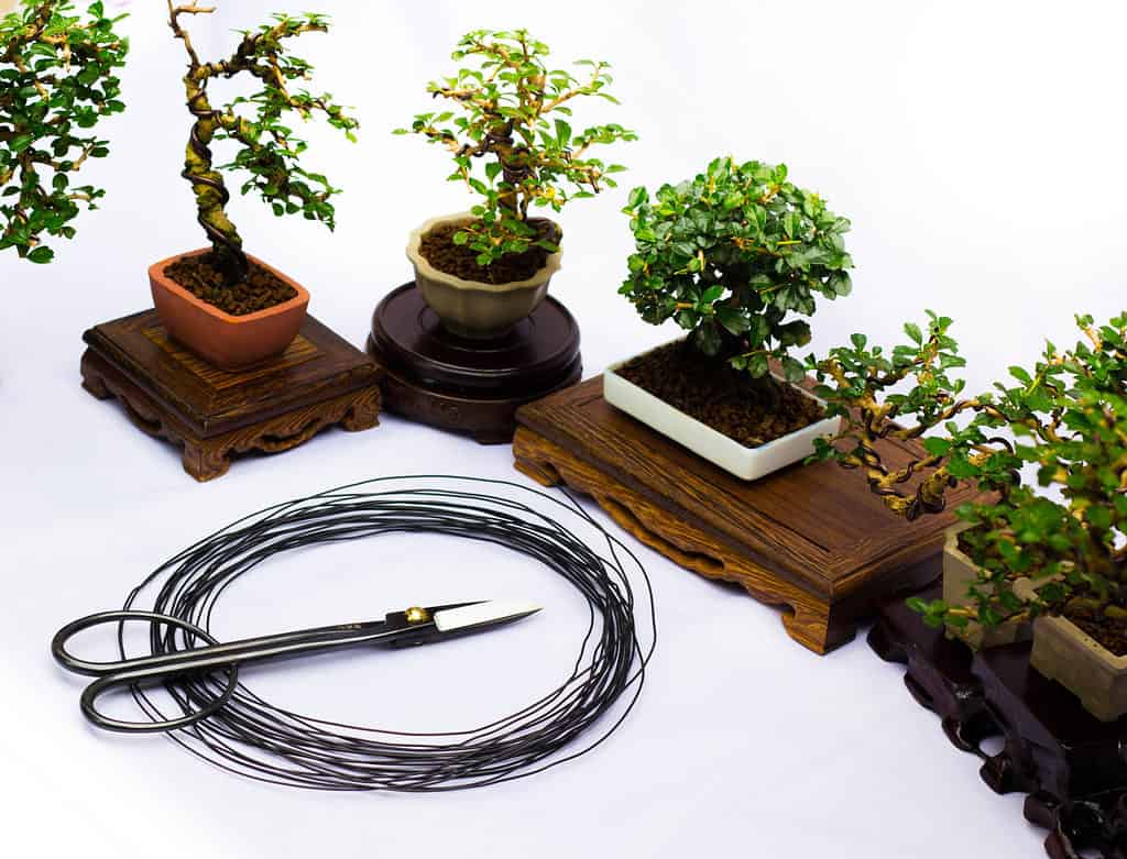 Bonsai in fiore