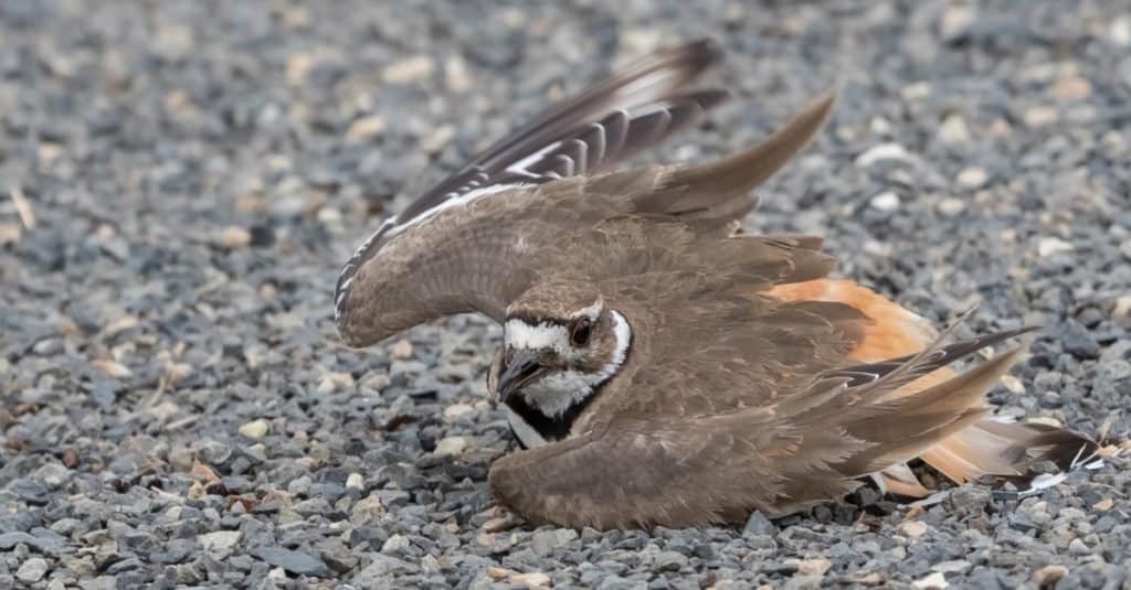 Gli animali più stupidi del mondo: Killdeer