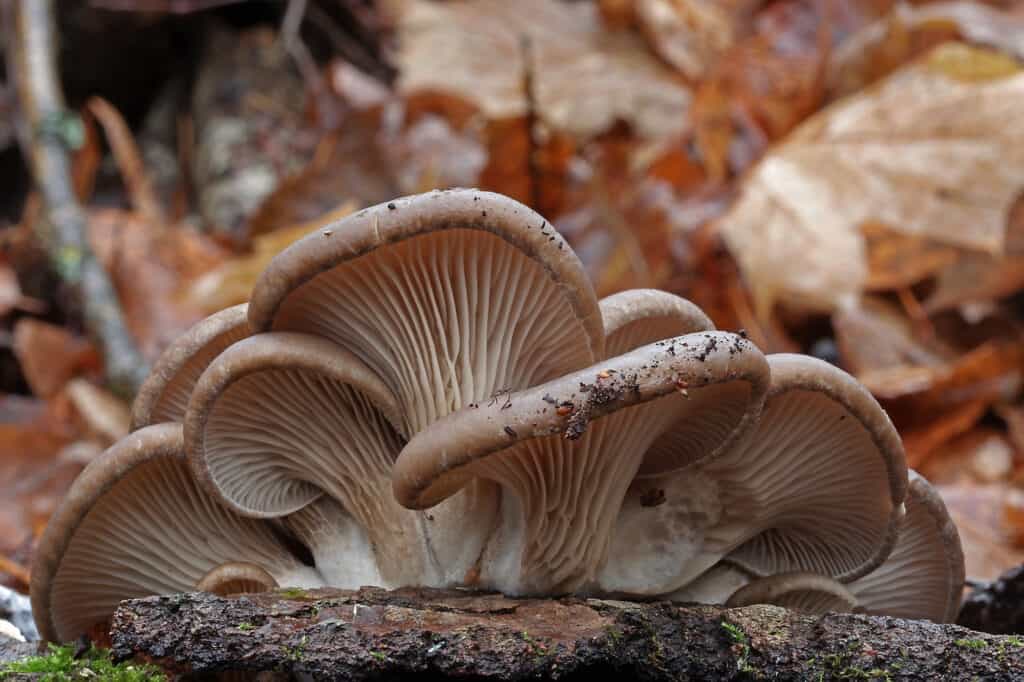 fungo di ostrica in natura