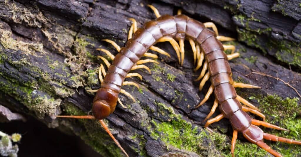 Animali Con Esoscheletri-Centipede