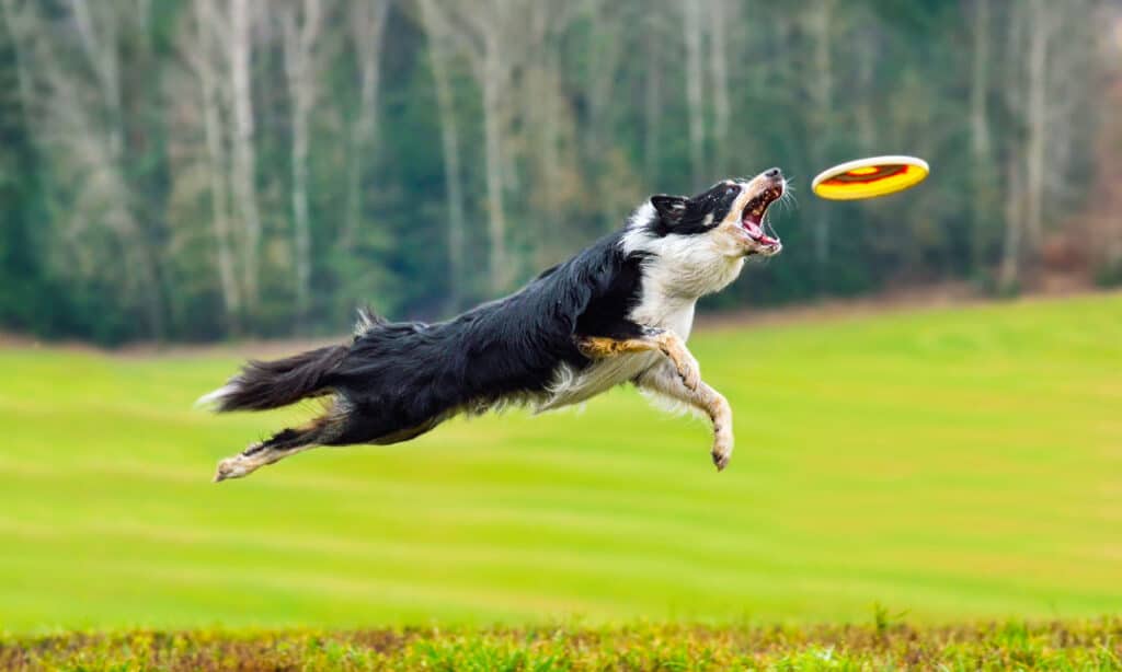 Cane, disco di plastica, cattura, salto, collie