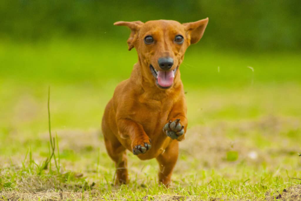 Animale, Bassotto, Cane, Esercizio fisico, Composizione orizzontale