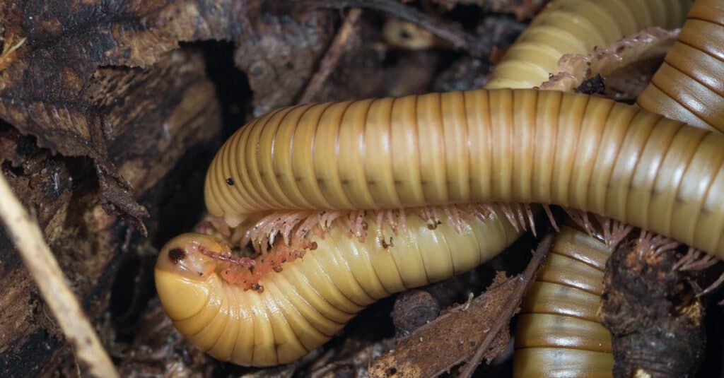 Millepiedi più grande - Narceus gordanus