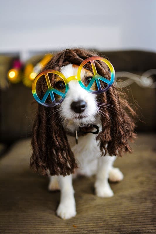 COSTUME DA CANE HIPPY.