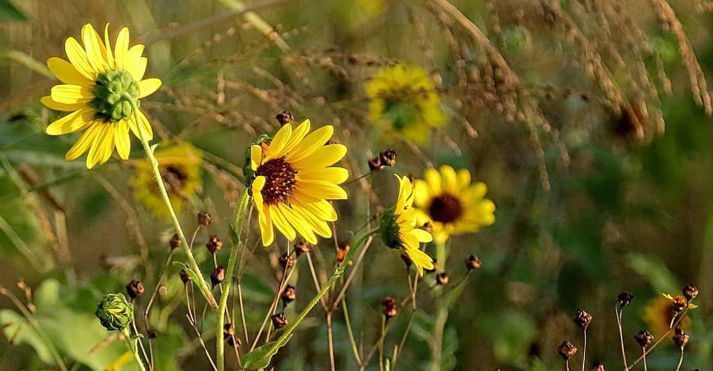 girasole di palude