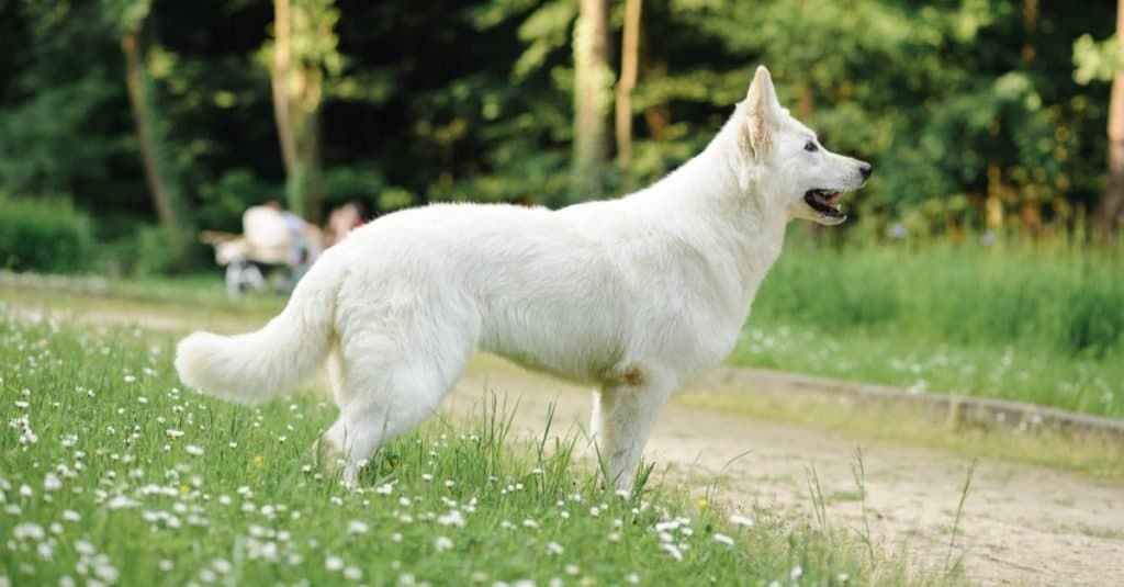 Cane più vecchio: Buksi il bastardino