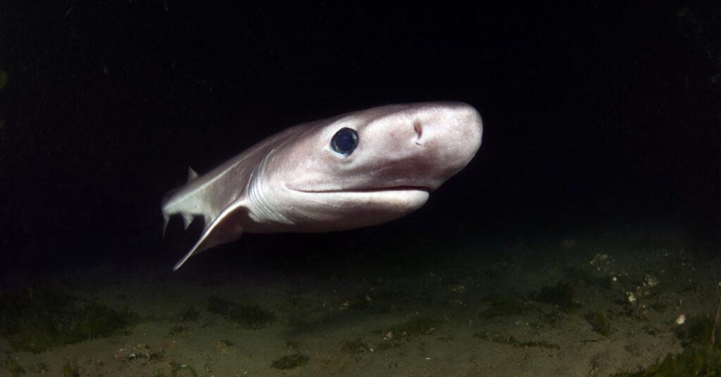 Un primo piano di uno squalo Sixgill.
