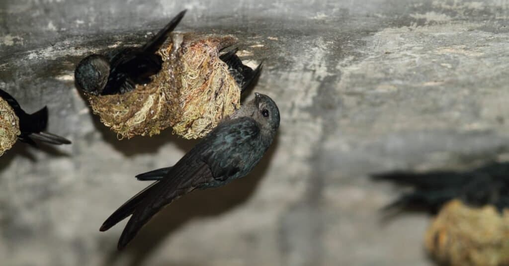 Animali che usano l'ecolocalizzazione Swiftlet