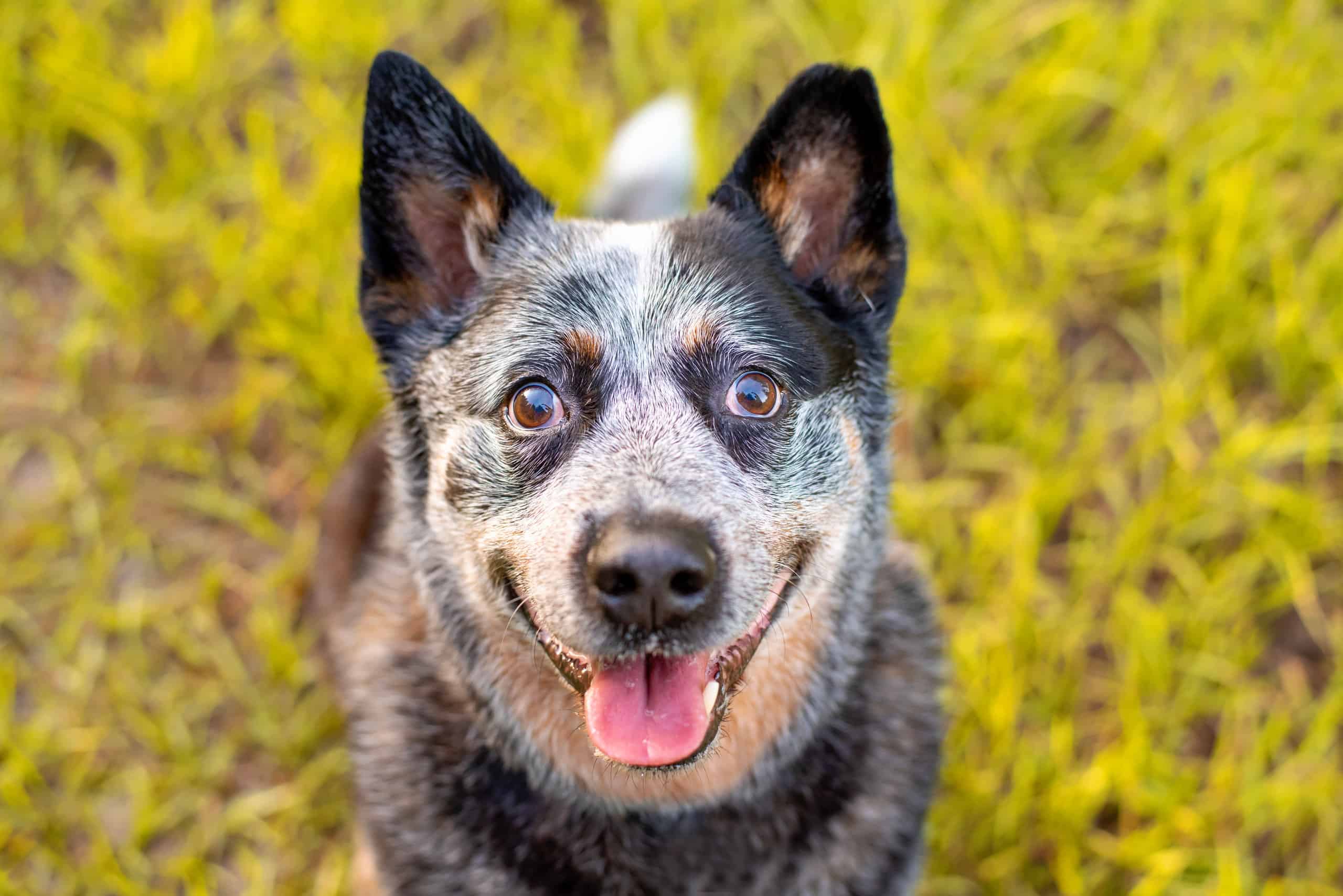 Blue Heeler che guarda in alto