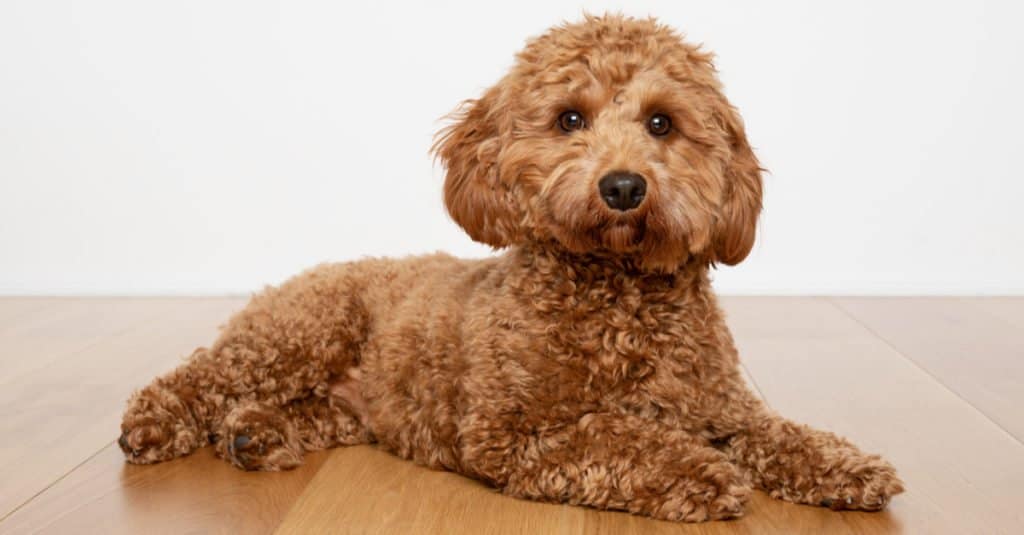 Cavapoo posato su un pavimento in legno
