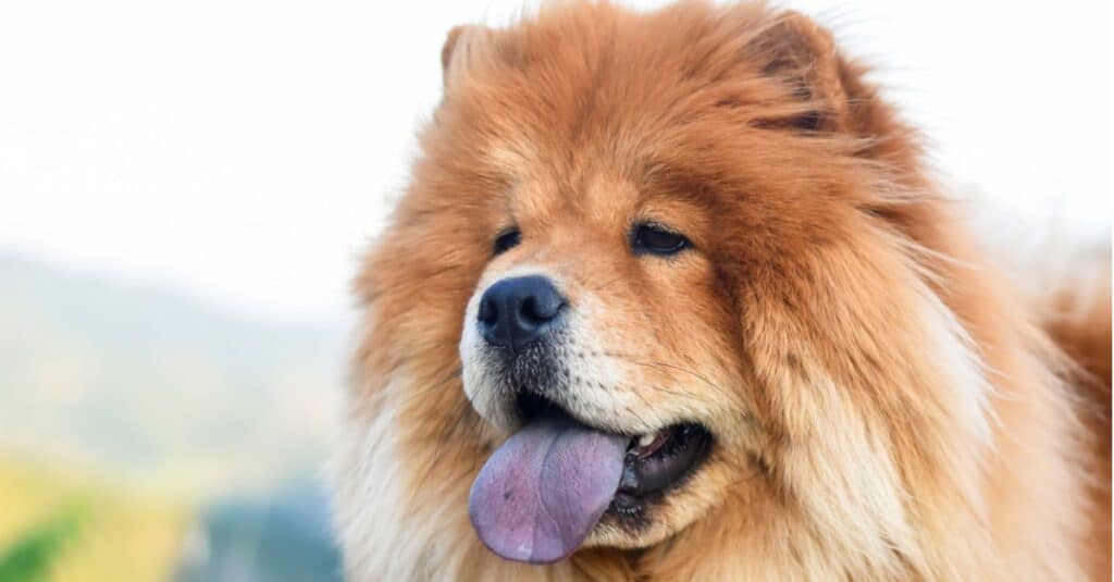 Chow chow
