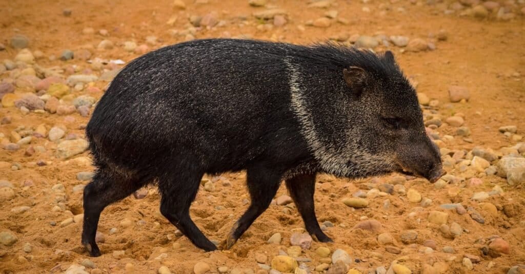 Gli adattamenti animali più pazzi: pecari dal collare