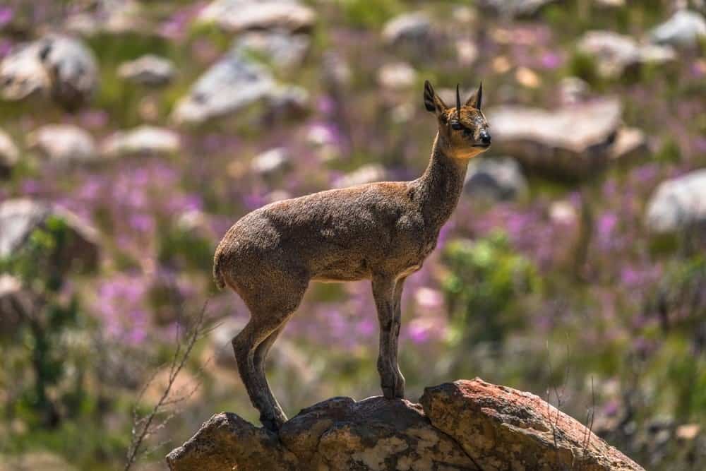 animali che saltano - jumper klip