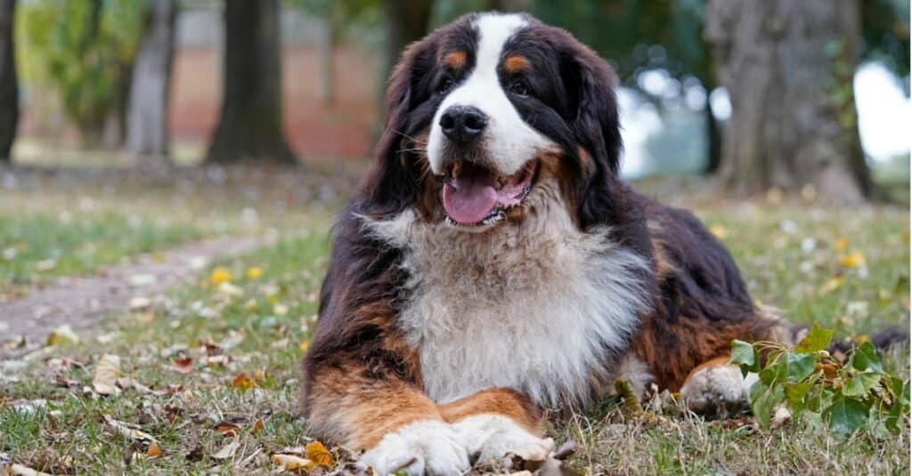 Bovaro bernese sdraiato