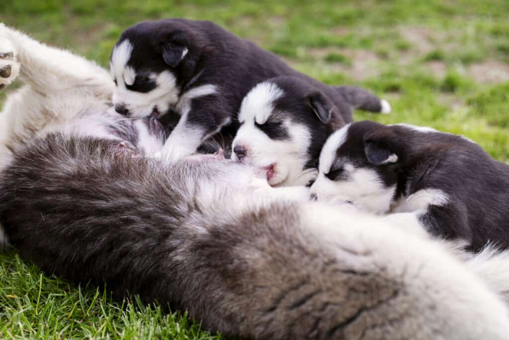 Cuccioli che allattano dalla madre fuori sull'erba