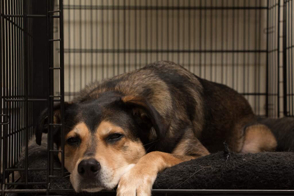 cane in una gabbia