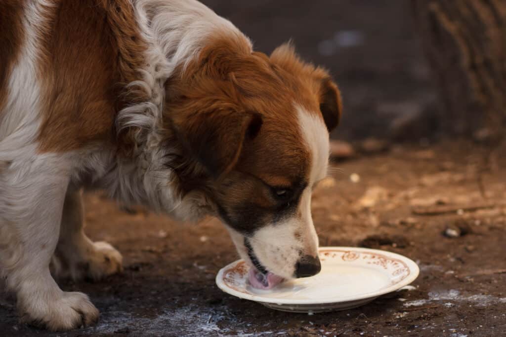 Cane che beve da un piatto