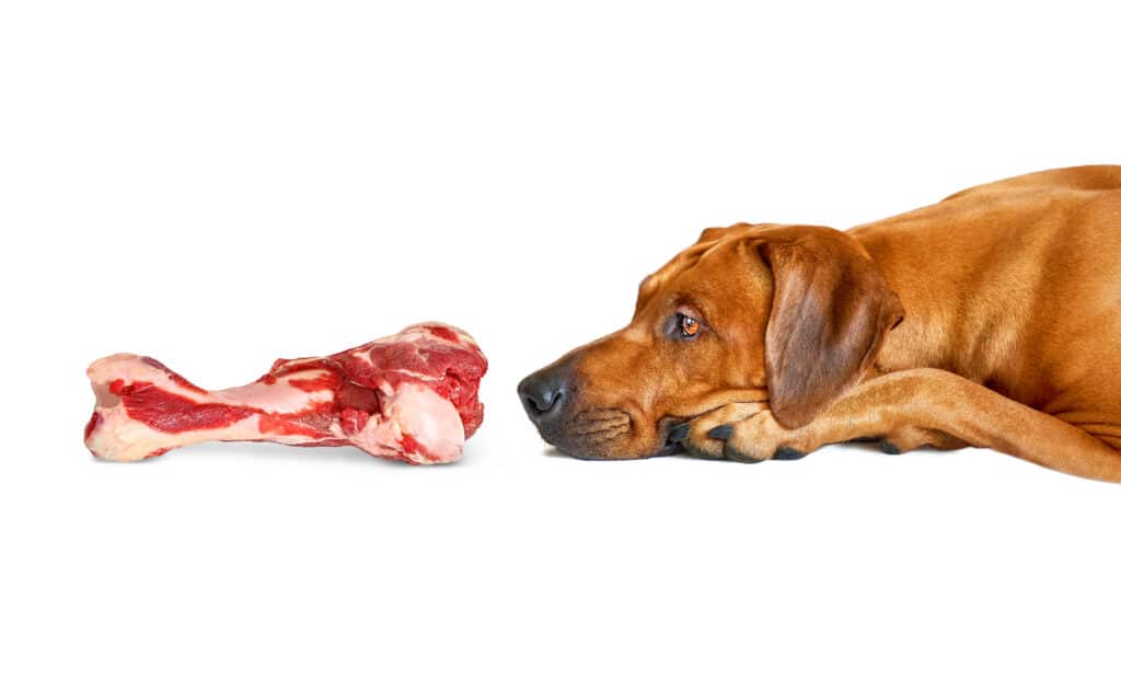 I cani possono essere vegani?