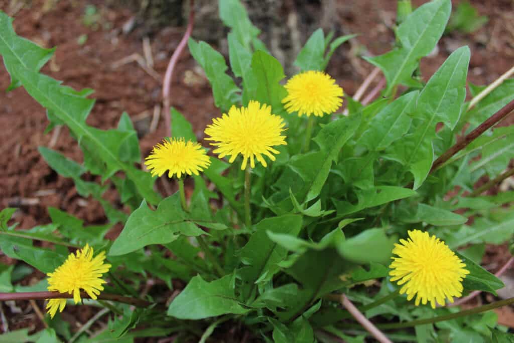 Fama centrale: una pianta di tarassaco in basso.  Molte foglie lunghe, strette, irregolarmente lobate, a forma di lancia, verde brillante circondano cinque fiori gialli di tarassaco.  sporco marrone medio / terreno costituisce lo sfondo. 