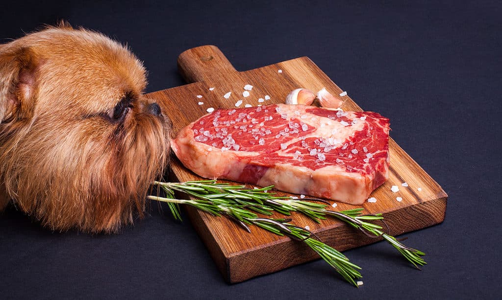 Cane, Mangiare, Bistecca, Maiale, Manzo