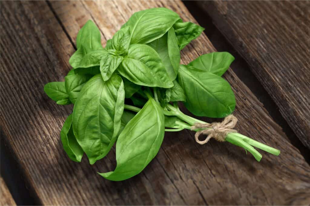 alcuni rametti di basilico genovese, noto anche come basilico dolce, che sono stati raccolti e legati in mazzi con un filo di iuta naturale di colore marrone chiaro