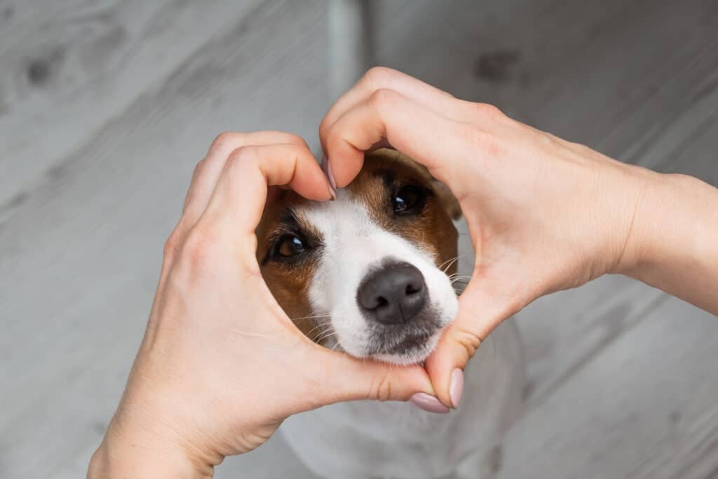 Jack Russell terrier con le mani a forma di cuore che mostrano amore.