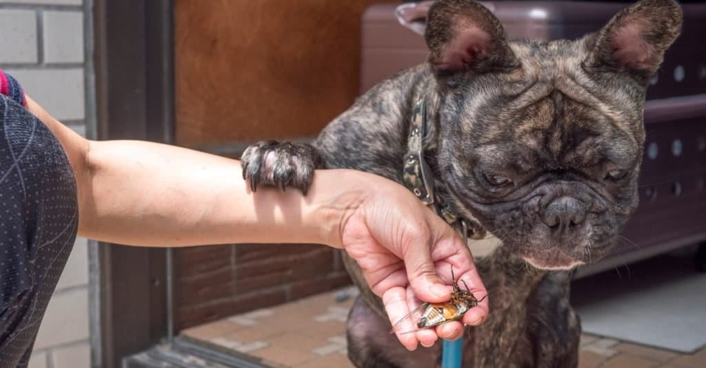 I cani possono mangiare le cicale?