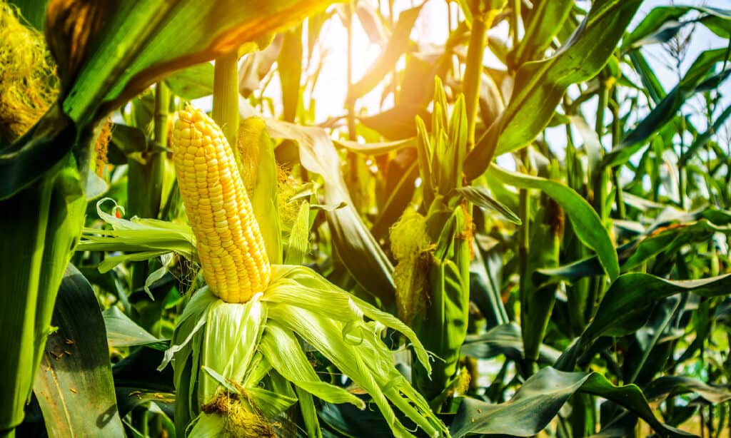 Mais - Raccolto, Mais, Campo agricolo, Mais dolce, Agricoltura