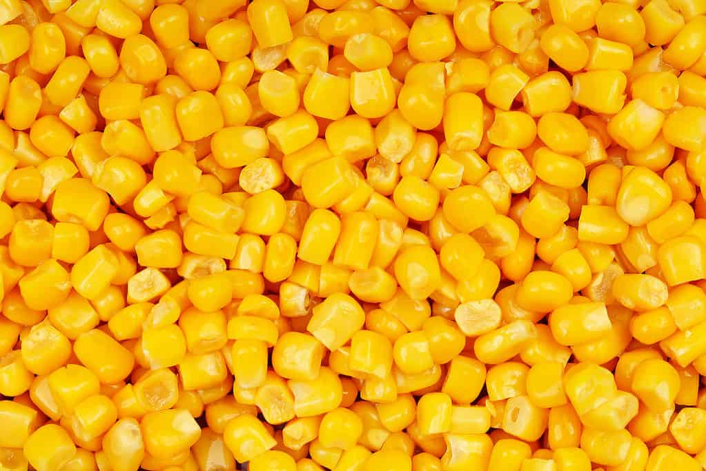 Mais giallo - I cani possono mangiare pannocchie?