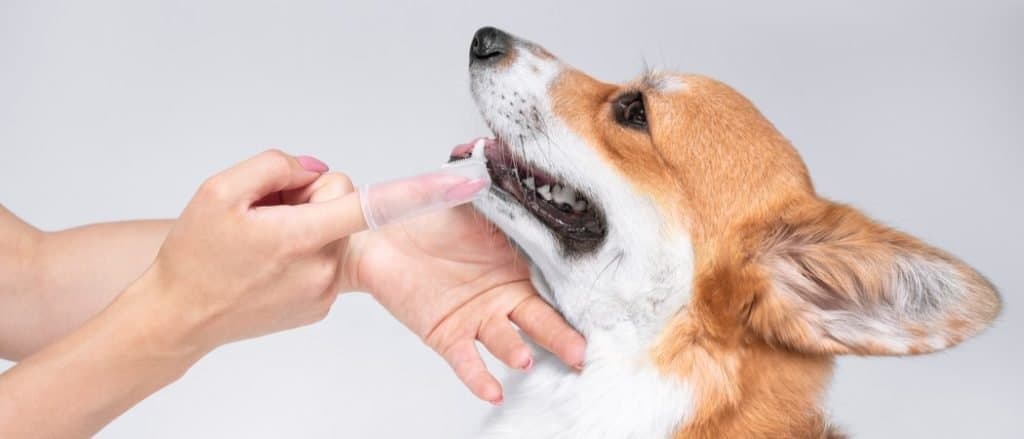 Un corgi sorride mentre si lava i denti.