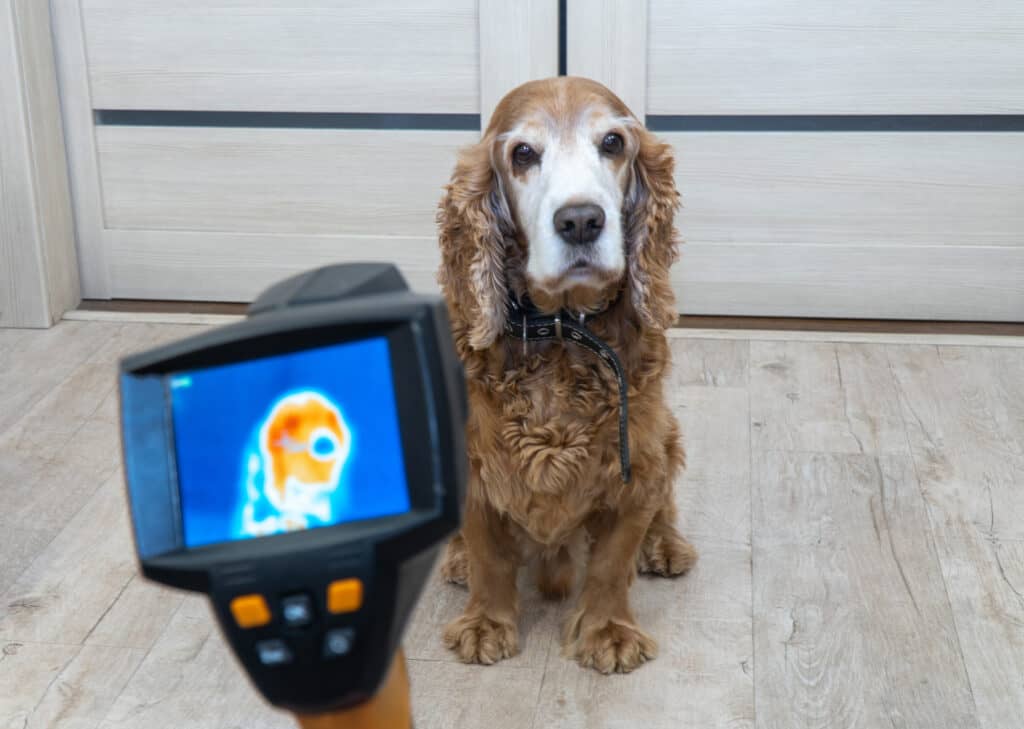 Imaging termico di un cane che utilizza gli infrarossi