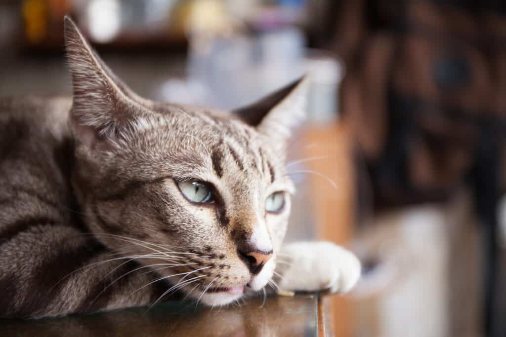 gatto