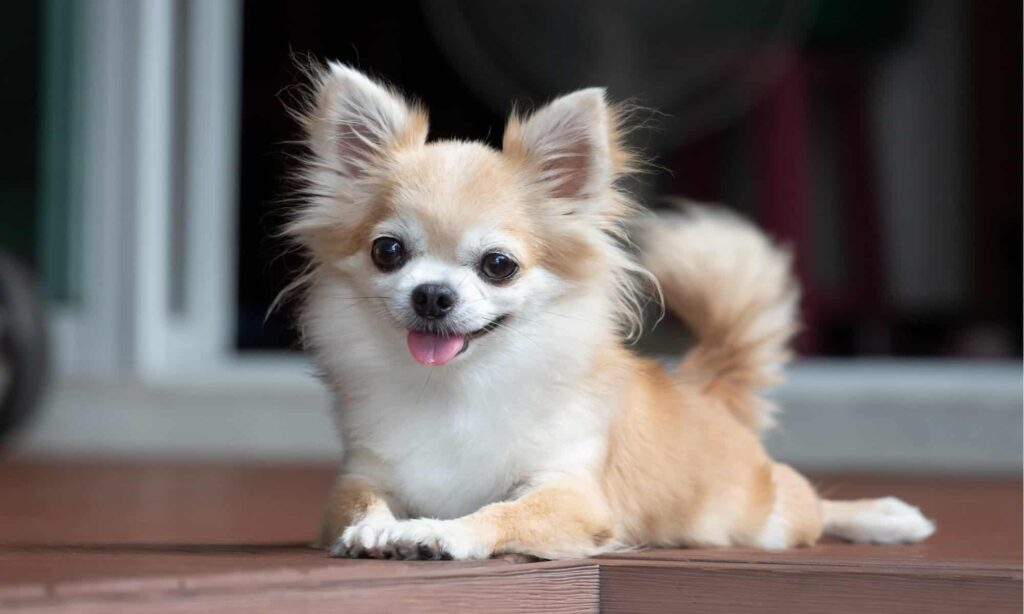 cibo per cani per chihuahua